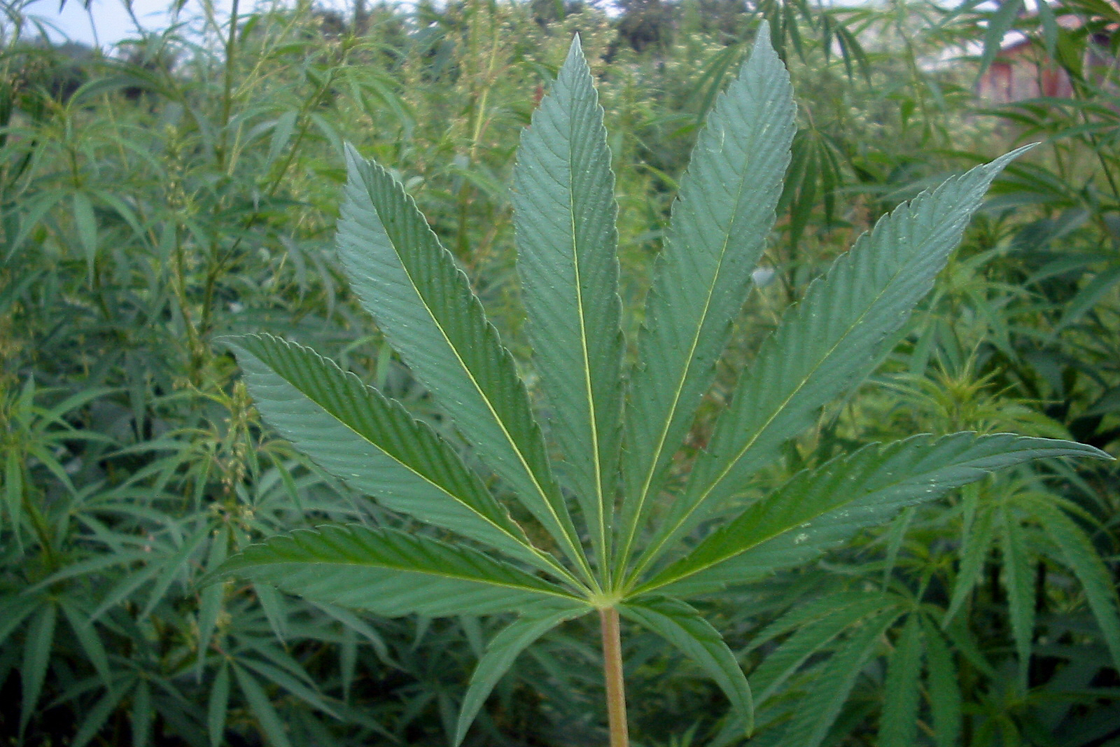 The Benefits of Hemp and Its Environmental Sustainability PotGuide