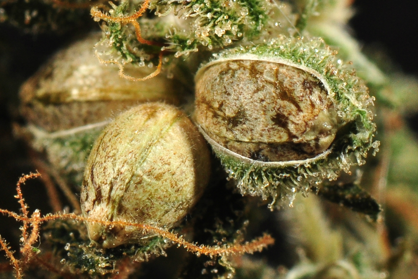 Male and female cannabis seeds