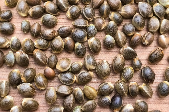 Autoflower Seeds Explained | PotGuide