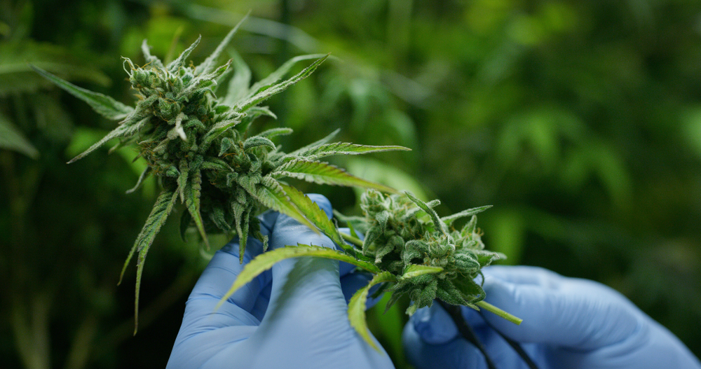 Close-up of grower’s hands in blue gloves holding a large cannabis bud.