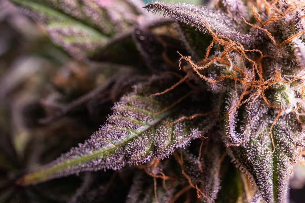 Zoomed in image of an Afghani cannabis bud with dark purple leaves, prominent trichomes and burnt orange pistils.