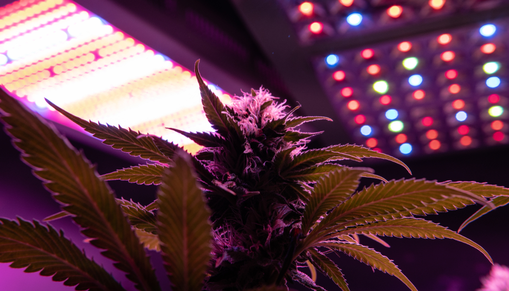 A close-up of a flowering marijuana plant under LED red and blue lights.