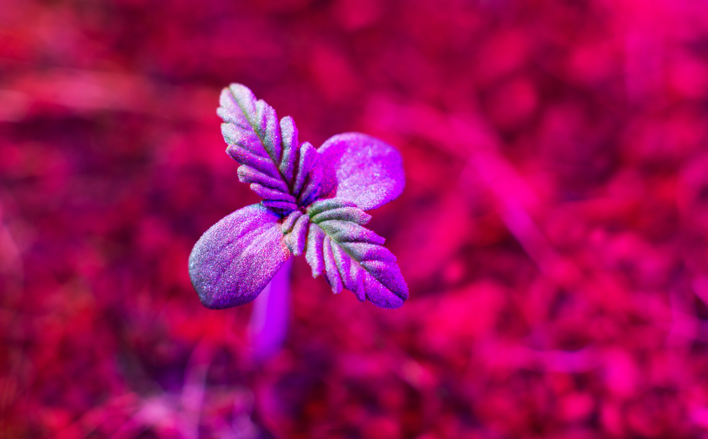 Cannabis seedling growing under a red LED light